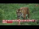Argo, un tigre de 9 ans, est arrivé au zoo d'Amiens