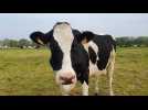 Bosc-Guérard-Saint-Adrien. Avec le retour des beaux jours, les vaches laitières retrouvent les pâtures