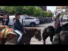 VIDÉO. Une centaine de poneys défilent dans Deauville !