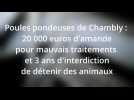 Poules pondeuses de Chambly : 20 000 euros d'amende pour mauvais traitements et 3 ans d'interdiction de détenir des animaux