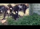 Eco-pâturage: 13 chèvres à Eclusier-Vaux