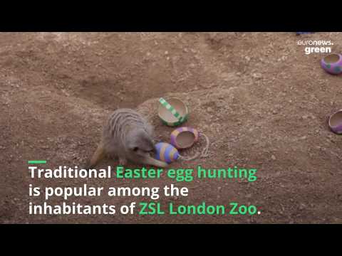 Watch meerkats and gorillas eggsploring their Easter treats at London Zoo