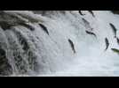 Barrages : sauver les derniers saumons