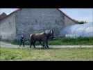 Bourbourg : une agriculture à l'ancienne, avec deux chevaux de trait