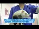 Annecy : le centre hospitalier vétérinaire de Saint-Martin-Bellevue, un hôpital pour animaux devenu incontournable