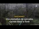 Une plantation de cannabis découverte au coeur de la forêt de Marchiennes