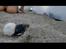 Nés en écloserie au Panama, des bébés tortues gagnent le large