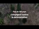 Cop 26 : Plus de 100 pays s'engagent contre la déforestation