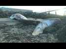Calais : une baleine de 19 mètres s'est échouée dans le port