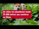 VIDÉO. Un hiba inu abandonné vendu 25 000 dollars aux enchères en Chine