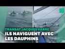 Transat Jacques Vabre: des dauphins avec les skippers au large de la Bretagne