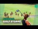 Cet envahissement d'un terrain de golf n'a pu se produire qu'en Australie