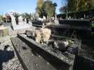 Maubeuge: des tombes dégradées au cimetière du centre