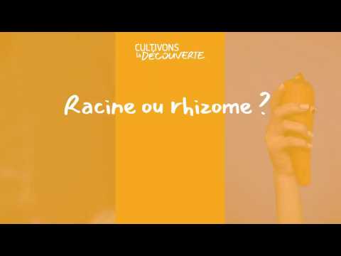 Cultivons la Découverte | Racine ou rhizome ?