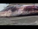 Autopsie d'une baleine échouée à Calais