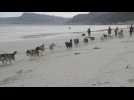 Au Cap, des balades de chiens de traîneaux sur le sable blanc sud-africain