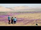 Floraison du désert Atacama : les scientifiques s'inquiètent d'un projet local