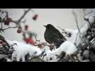 France : la justice suspend des autorisations de chasses traditionnelles d'oiseaux