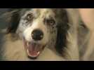 Ces chiens qui nous comprennent : des borders collies capables de retenir plus de cent mots