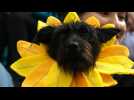 A New York, un concours de déguisement canin pour fêter Halloween