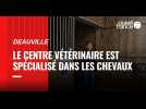 VIDÉO. A Deauville, ce centre vétérinaire est spécialisé dans les chevaux