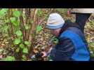 La société mycologique du Nord de la France fait l'inventaire des champignons du mont Saint-Frieux