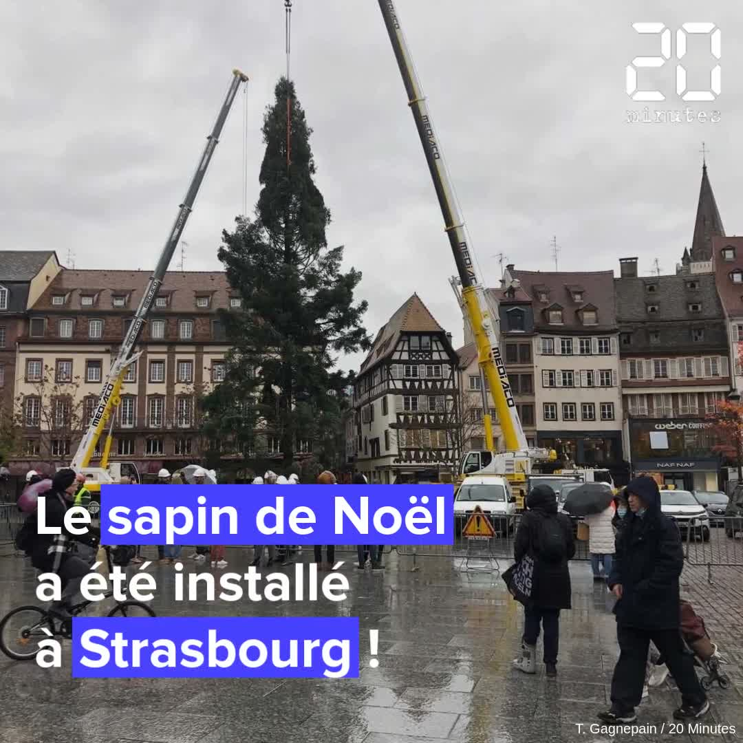 Strasbourg : « Le premier symbole de Noël »... Le grand sapin a été installé sur la place Kléber