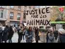 Tarn-et-Garonne : un couple jugé pour avoir abandonné leurs animaux blessés