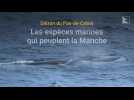 Baleines, requins, thons : quelles espèces se cachent dans le Détroit du Pas-de-Calais ?