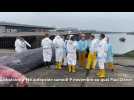 Autopsie de la femelle rorqual échouée au port de Calais