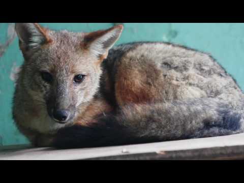 Escaped fox raised as a dog taken to Peru zoo