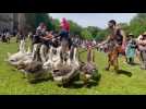 Les oies des dog trainer