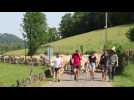 Plus de 100 vaches défilent dans un village des Baronnies