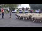 La transhumance en Thiérache