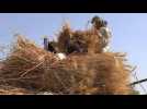 Egypte: face à la flambée des prix mondiaux, des agriculteurs misent sur le blé