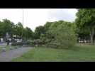 Amiens : Une opération d'abattage d'arbres au parc de la Hotoie
