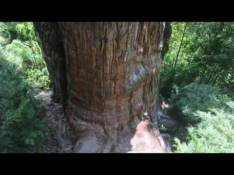5,000 year old giant: How long does the world’s oldest tree have left?
