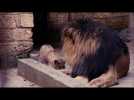Pairi Daiza - Naissance de deux lionceaux