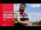 VIDÉO. À Cholet, le cirque Sébastien Zavatta présente sa bébé lionne