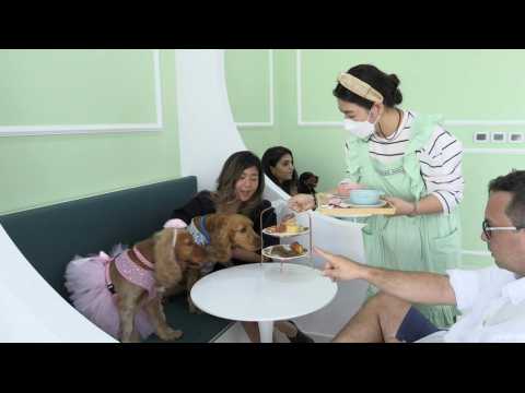 Baking for dogs: First cafe in Dubai serves canines only