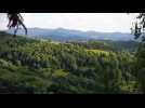 Exploitation forestière dans le poumon vert de l'Europe : les arbres de Roumanie en danger