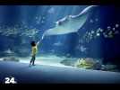 Nausicaá veut réinventer l'aquarium du futur