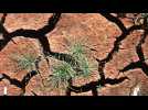 La sécheresse menace en Belgique et inquiète les agriculteurs