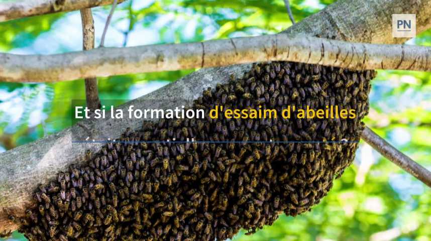 VIDEO : que faire si un essaim d'abeilles s'installe dans votre
