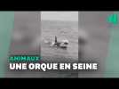 Une orque aperçue dans la Seine en Normandie, entre le Havre et Rouen