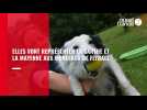 VIDEO. Originaire des Pays de la Loire, elle va participer aux Mondiaux 2022 de Flyball, un sport canin méconnu