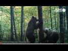 Pyrénées ariégeoises: l'ours et les éleveurs