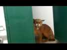 Puma discovered in primary school toilets in Brazil
