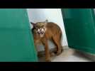Attention il y un puma aux toilettes !