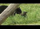 Deux oursonnes gambadent devant les visiteurs d'un parc en Moselle